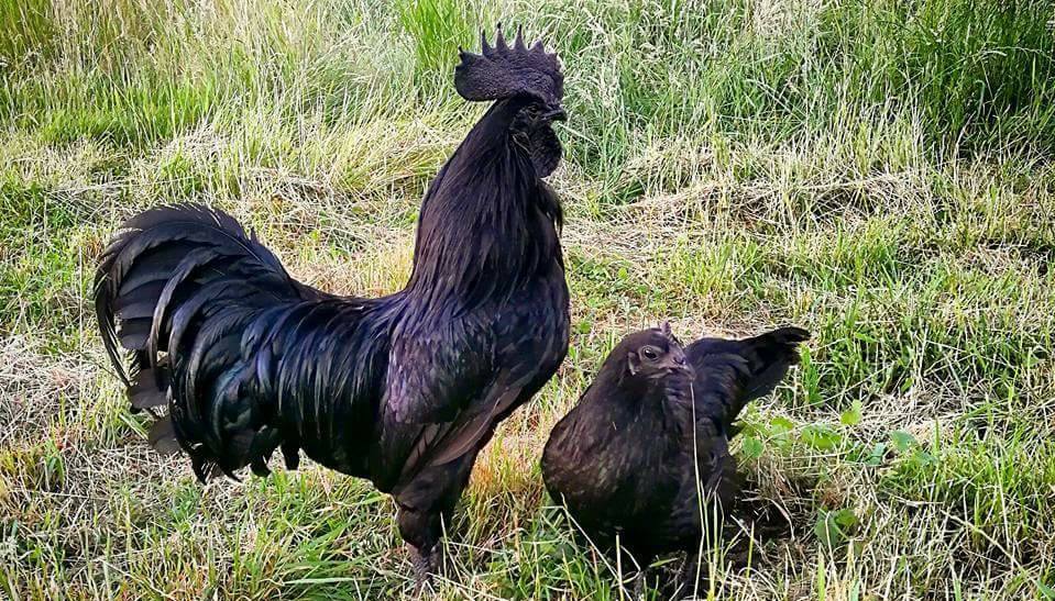 Meet The Rare Black Chicken With All-Black Feathers And Internal Organs