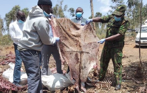 2 Suspects caught transporting donkey meat to Kiambu